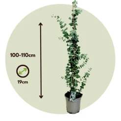 Brico Planten-Eucalyptus Silver Dollar - Winterharde Eucalyptus - Pot 19Cm - Hoogte 100-110Cm