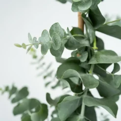 Brico Planten-Eucalyptus Silver Dollar - Winterharde Eucalyptus - Pot 19Cm - Hoogte 100-110Cm