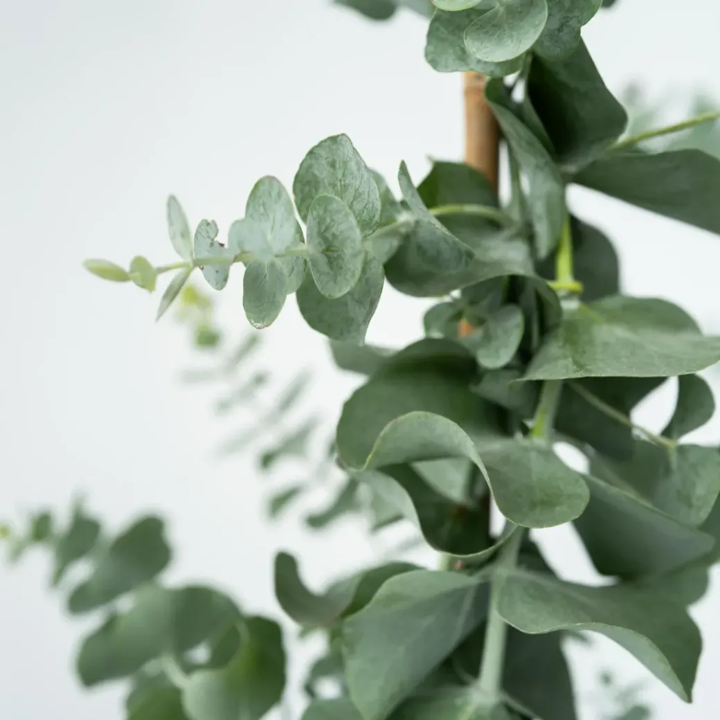 Brico Planten-Eucalyptus Silver Dollar - Winterharde Eucalyptus - Pot 19Cm - Hoogte 100-110Cm