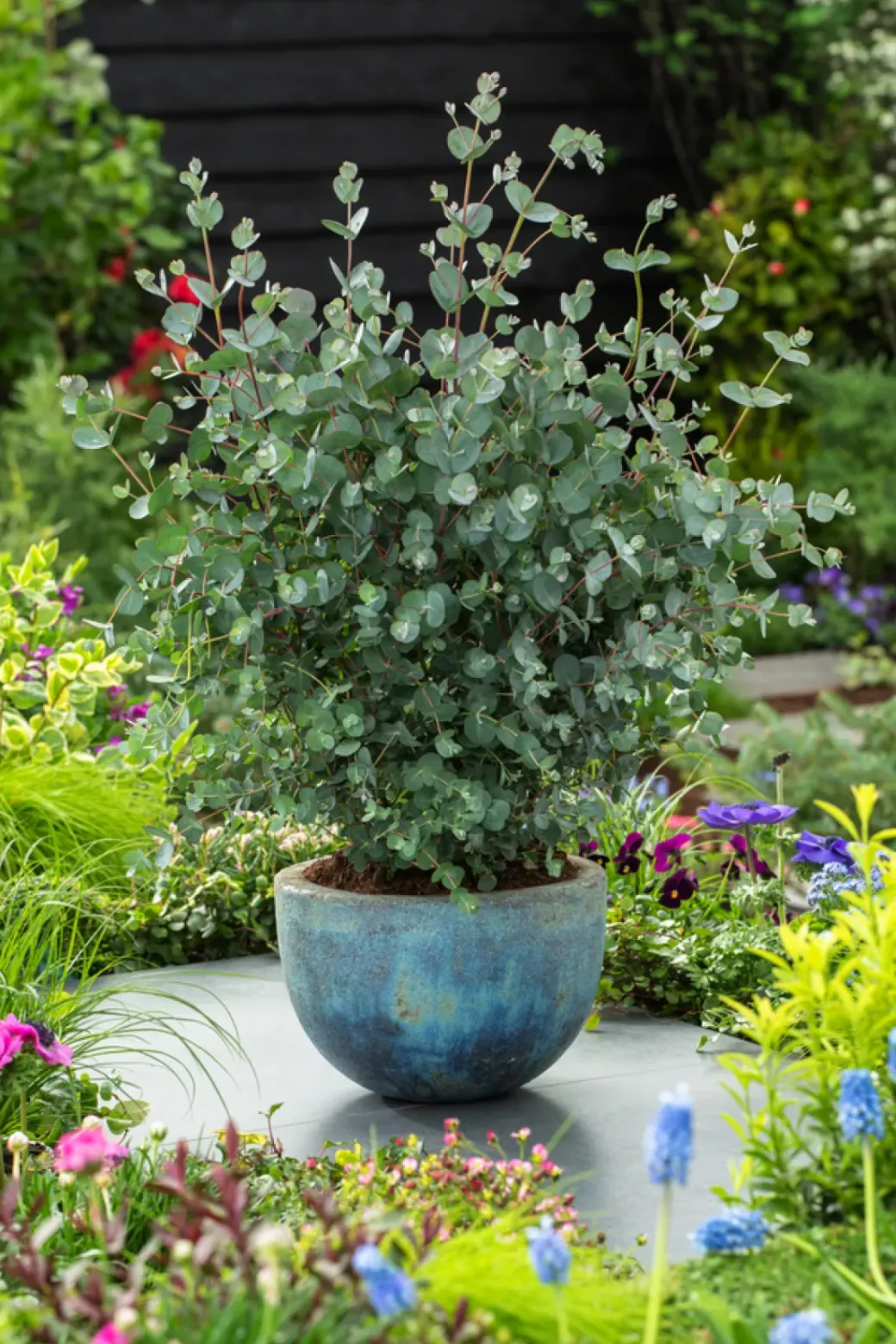 Brico Planten-Eucalyptus Silver Dollar - Winterharde Eucalyptus - Pot 19Cm - Hoogte 100-110Cm