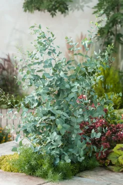 Brico Planten-Eucalyptus Silver Dollar - Winterharde Eucalyptus - Pot 19Cm - Hoogte 100-110Cm