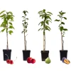 Brico Planten-Fruitbomen - Mix Van 4 - Prunus - Pyrus - Malus - Pot 9Cm - Hoogte 60-70Cm