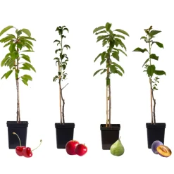 Brico Planten-Fruitbomen - Mix Van 4 - Prunus - Pyrus - Malus - Pot 9Cm - Hoogte 60-70Cm
