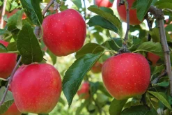 Brico Planten-Fruitbomen - Mix Van 4 - Prunus - Pyrus - Malus - Pot 9Cm - Hoogte 60-70Cm