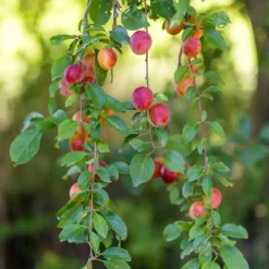 Brico Planten-Fruitbomen - Mix Van 4 - Prunus - Pyrus - Malus - Pot 9Cm - Hoogte 60-70Cm