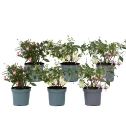 Brico Planten-Fuchsia - Mix Van 6 - Sarah, Lady Thumb, Ricartonnii - Pot 9Cm - Hoogte 10-20Cm
