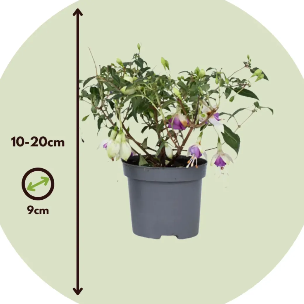 Brico Planten-Fuchsia - Mix Van 6 - Sarah, Lady Thumb, Ricartonnii - Pot 9Cm - Hoogte 10-20Cm
