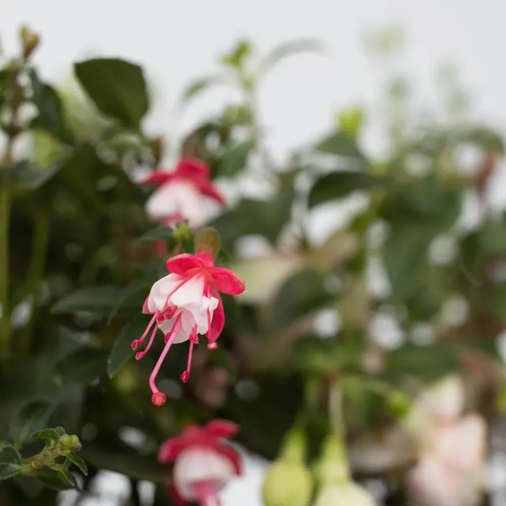 Brico Planten-Fuchsia - Mix Van 6 - Sarah, Lady Thumb, Ricartonnii - Pot 9Cm - Hoogte 10-20Cm