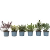 Brico Planten-Hebe Pinguifolia - Mix Van 12 - Struikveronica - Pot 10.5Cm - Hoogte 15-20Cm