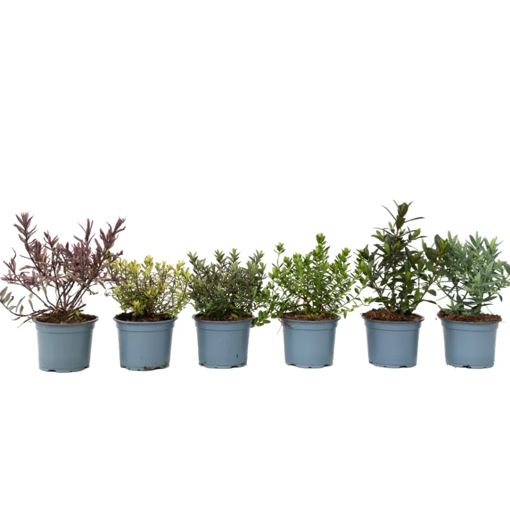 Brico Planten-Hebe Pinguifolia - Mix Van 12 - Struikveronica - Pot 10.5Cm - Hoogte 15-20Cm