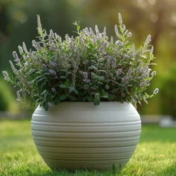 Brico Planten-Hebe Pinguifolia - Mix Van 12 - Struikveronica - Pot 10.5Cm - Hoogte 15-20Cm
