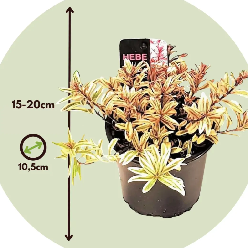 Brico Planten-Hebe Pinguifolia - Mix Van 12 - Struikveronica - Pot 10.5Cm - Hoogte 15-20Cm