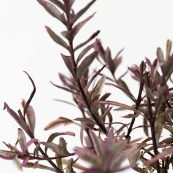 Brico Planten-Hebe Pinguifolia - Mix Van 12 - Struikveronica - Pot 10.5Cm - Hoogte 15-20Cm