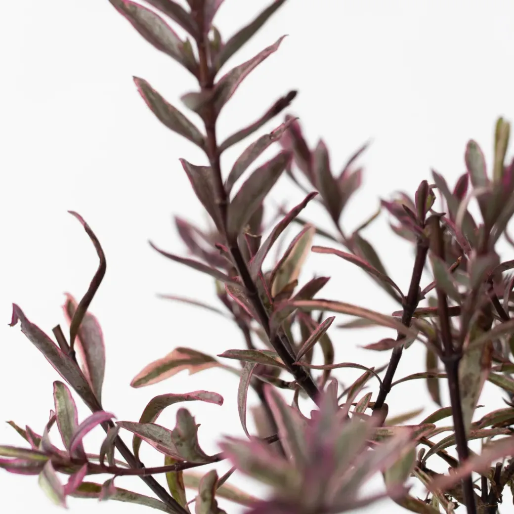 Brico Planten-Hebe Pinguifolia - Mix Van 12 - Struikveronica - Pot 10.5Cm - Hoogte 15-20Cm