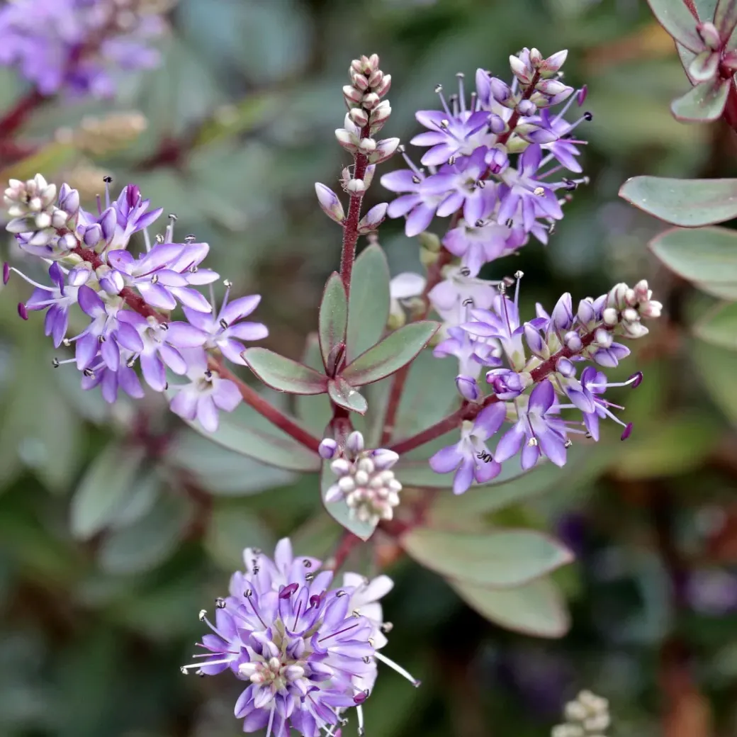 Brico Planten-Hebe Pinguifolia - Mix Van 12 - Struikveronica - Pot 10.5Cm - Hoogte 15-20Cm