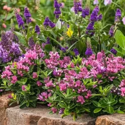 Brico Planten-Hebe Pinguifolia - Mix Van 12 - Struikveronica - Pot 10.5Cm - Hoogte 15-20Cm