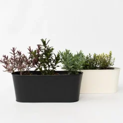 Brico Planten-Hebe Pinguifolia - Mix Van 12 - Struikveronica - Pot 10.5Cm - Hoogte 15-20Cm