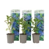 Brico Planten-Hydrangea Macrophylla - Blauw - Set Van 3 - Hortensia - Pot 9Cm - Hoogte 25-40Cm