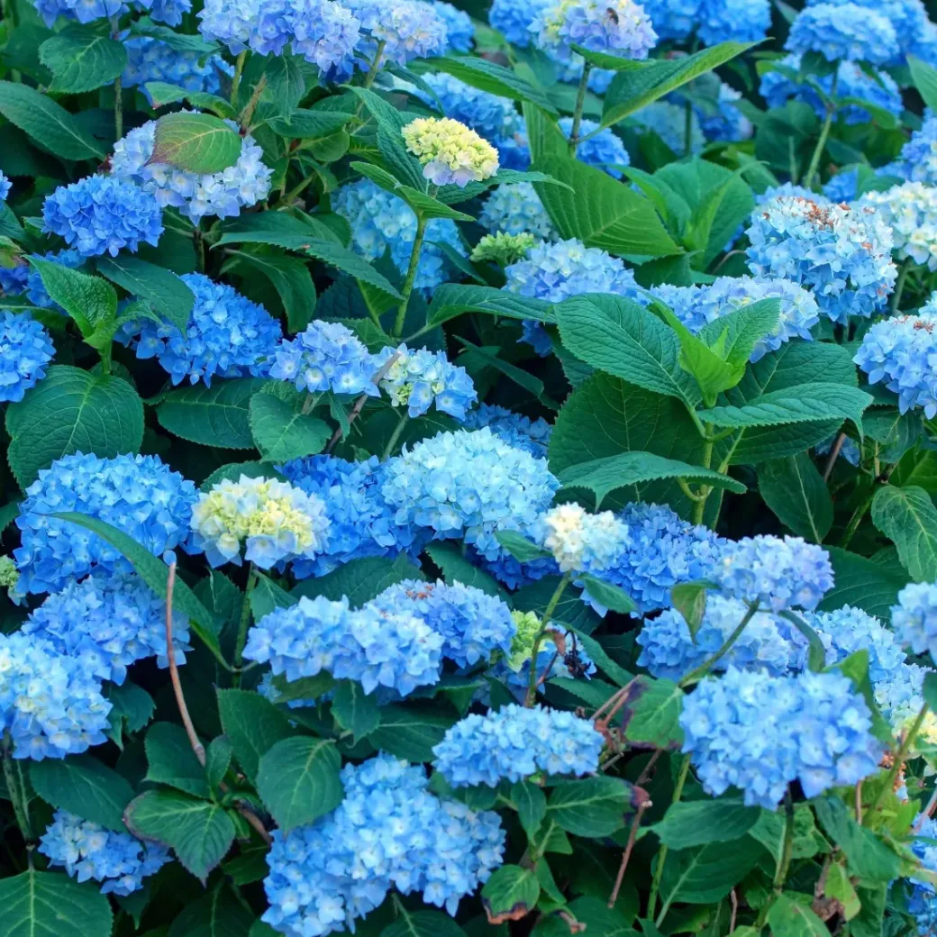 Brico Planten-Hydrangea Macrophylla - Blauw - Set Van 3 - Hortensia - Pot 9Cm - Hoogte 25-40Cm