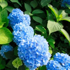 Brico Planten-Hydrangea Macrophylla - Blauw - Set Van 3 - Hortensia - Pot 9Cm - Hoogte 25-40Cm