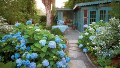 Brico Planten-Hydrangea Macrophylla - Blauw - Set Van 3 - Hortensia - Pot 9Cm - Hoogte 25-40Cm