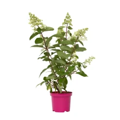 Brico Planten-Hydrangea 'Pinky Winky' - Pluimhortensia - Pot 19Cm - Hoogte 25-40Cm