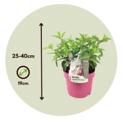 Brico Planten-Hydrangea 'Pinky Winky' - Pluimhortensia - Pot 19Cm - Hoogte 25-40Cm