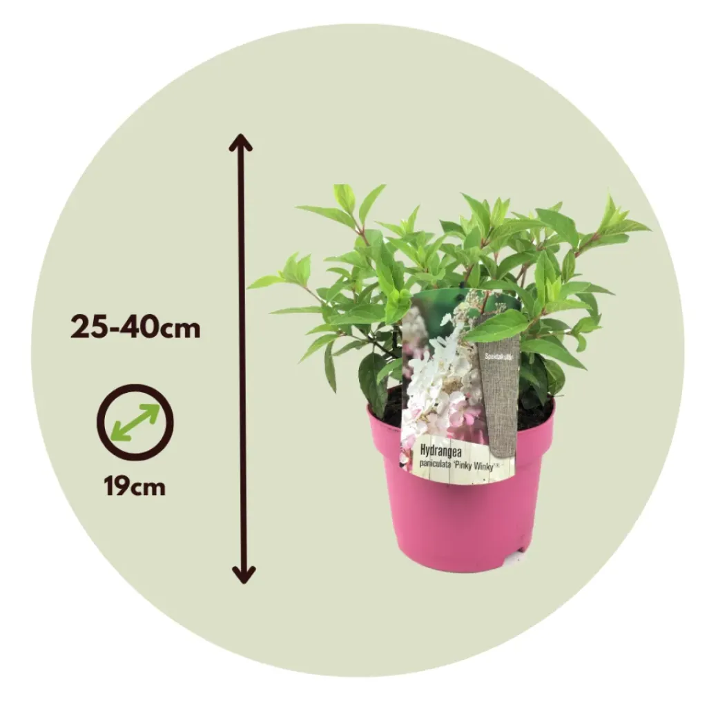 Brico Planten-Hydrangea 'Pinky Winky' - Pluimhortensia - Pot 19Cm - Hoogte 25-40Cm