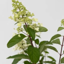 Brico Planten-Hydrangea 'Pinky Winky' - Pluimhortensia - Pot 19Cm - Hoogte 25-40Cm