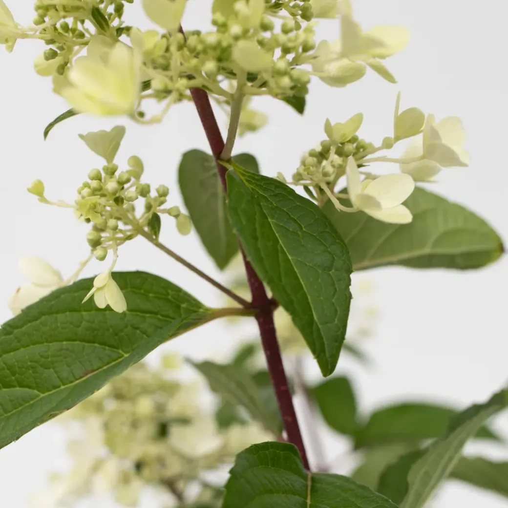 Brico Planten-Hydrangea 'Pinky Winky' - Pluimhortensia - Pot 19Cm - Hoogte 25-40Cm