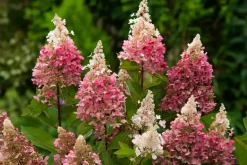 Brico Planten-Hydrangea 'Pinky Winky' - Pluimhortensia - Pot 19Cm - Hoogte 25-40Cm