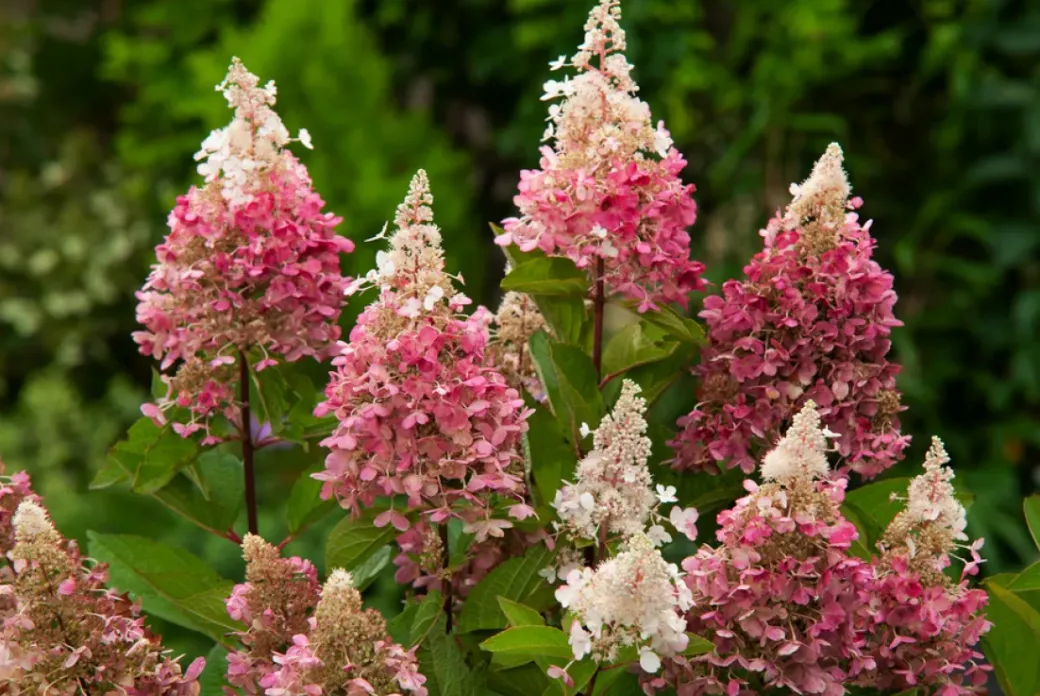 Brico Planten-Hydrangea 'Pinky Winky' - Pluimhortensia - Pot 19Cm - Hoogte 25-40Cm
