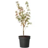 Brico Planten-Japanese Maple 'Taylor' - "Limited Edition" - Pot 19Cm - Hoogte 50-60Cm