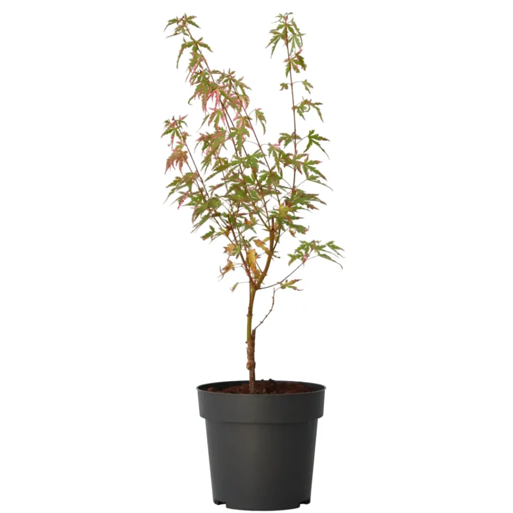 Brico Planten-Japanese Maple 'Taylor' - "Limited Edition" - Pot 19Cm - Hoogte 50-60Cm