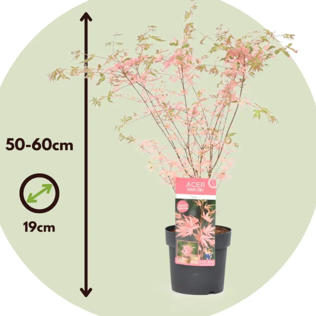 Brico Planten-Japanese Maple 'Taylor' - "Limited Edition" - Pot 19Cm - Hoogte 50-60Cm