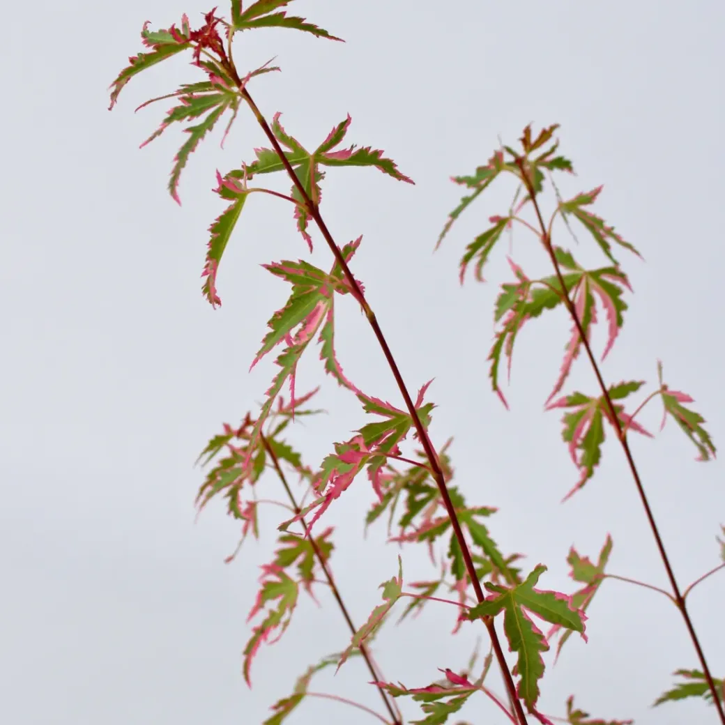 Brico Planten-Japanese Maple 'Taylor' - "Limited Edition" - Pot 19Cm - Hoogte 50-60Cm