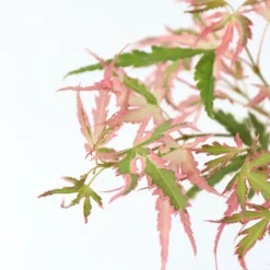 Brico Planten-Japanese Maple 'Taylor' -