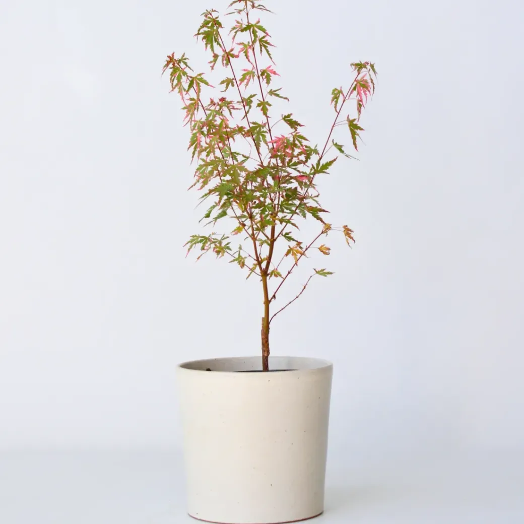 Brico Planten-Japanese Maple 'Taylor' - "Limited Edition" - Pot 19Cm - Hoogte 50-60Cm