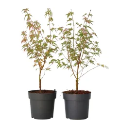 Brico Planten-Japanese Maple 'Taylor' - Set Van 2 - Esdoorn - Pot 19Cm - Hoogte 50-60Cm