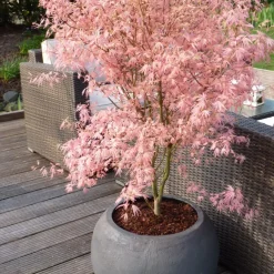 Brico Planten-Japanese Maple 'Taylor' - Set Van 2 - Esdoorn - Pot 19Cm - Hoogte 50-60Cm