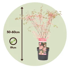 Brico Planten-Japanese Maple 'Taylor' - Set Van 2 - Esdoorn - Pot 19Cm - Hoogte 50-60Cm