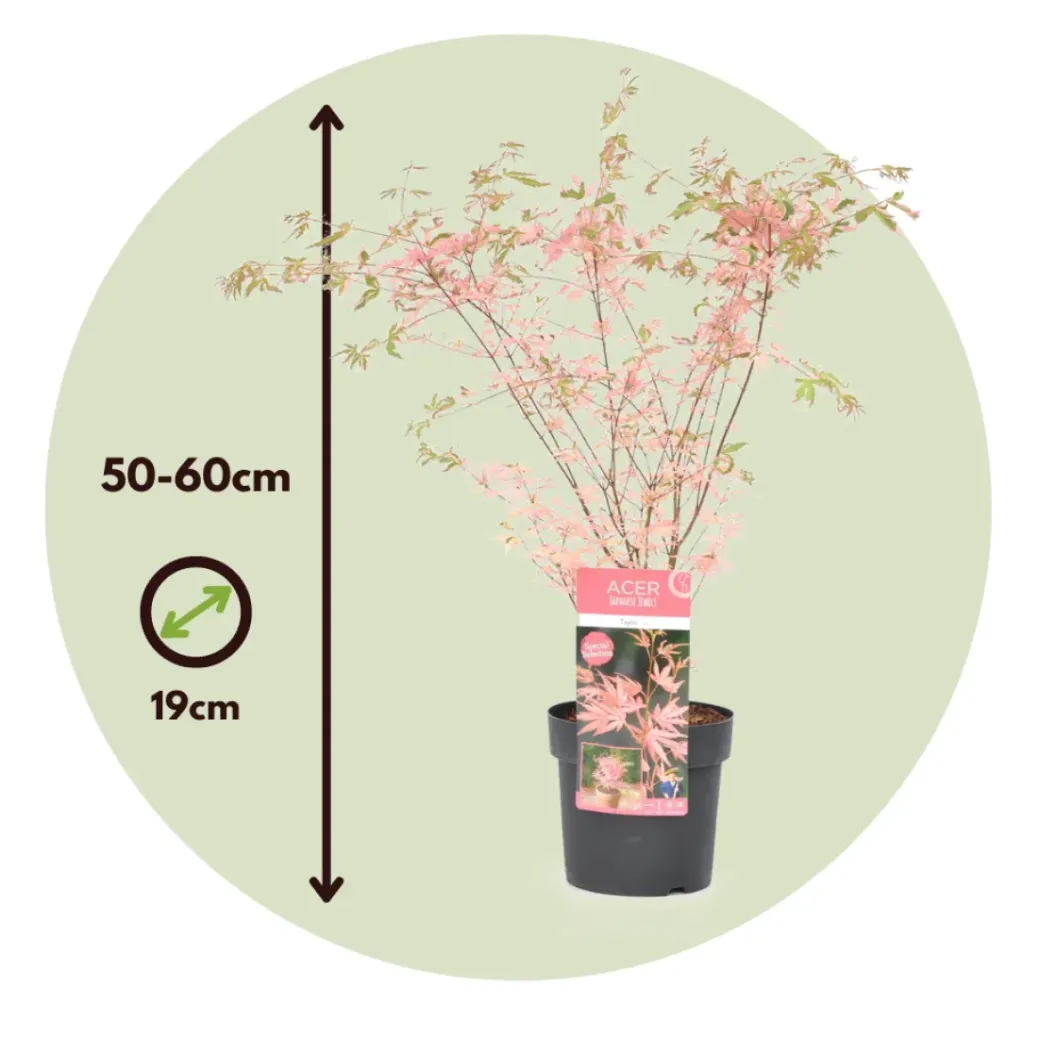 Brico Planten-Japanese Maple 'Taylor' - Set Van 2 - Esdoorn - Pot 19Cm - Hoogte 50-60Cm