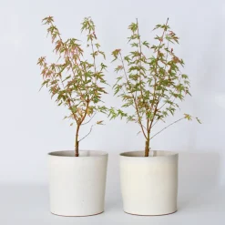 Brico Planten-Japanese Maple 'Taylor' - Set Van 2 - Esdoorn - Pot 19Cm - Hoogte 50-60Cm