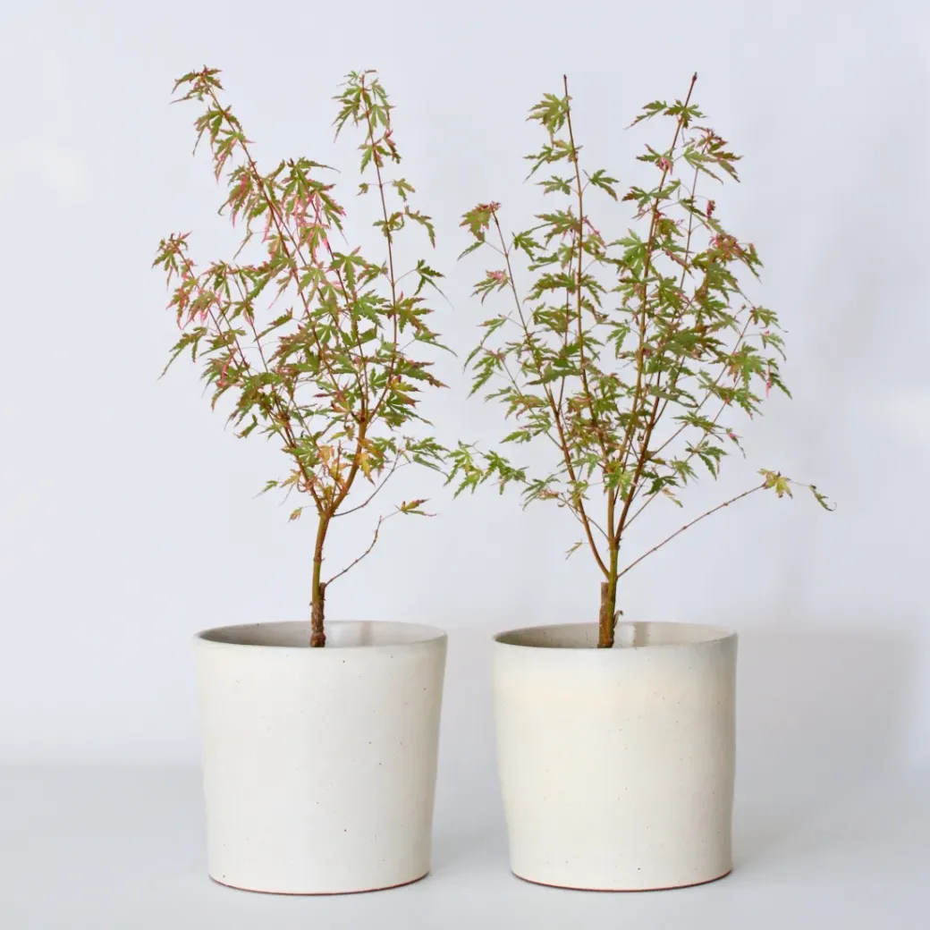 Brico Planten-Japanese Maple 'Taylor' - Set Van 2 - Esdoorn - Pot 19Cm - Hoogte 50-60Cm