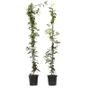 Brico Planten-Jasmijn Xl - Set Van 2 - Klimplant - Pot 17Cm - Hoogte 110-120Cm