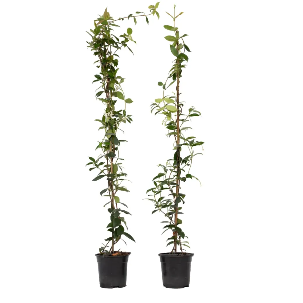 Brico Planten-Jasmijn Xl - Set Van 2 - Klimplant - Pot 17Cm - Hoogte 110-120Cm
