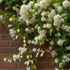 Brico Planten-Jasmijn Xl - Set Van 2 - Klimplant - Pot 17Cm - Hoogte 110-120Cm