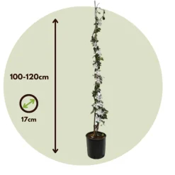 Brico Planten-Jasmijn Xl - Set Van 2 - Klimplant - Pot 17Cm - Hoogte 110-120Cm