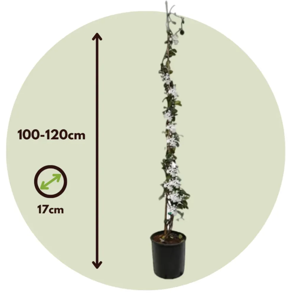 Brico Planten-Jasmijn Xl - Set Van 2 - Klimplant - Pot 17Cm - Hoogte 110-120Cm