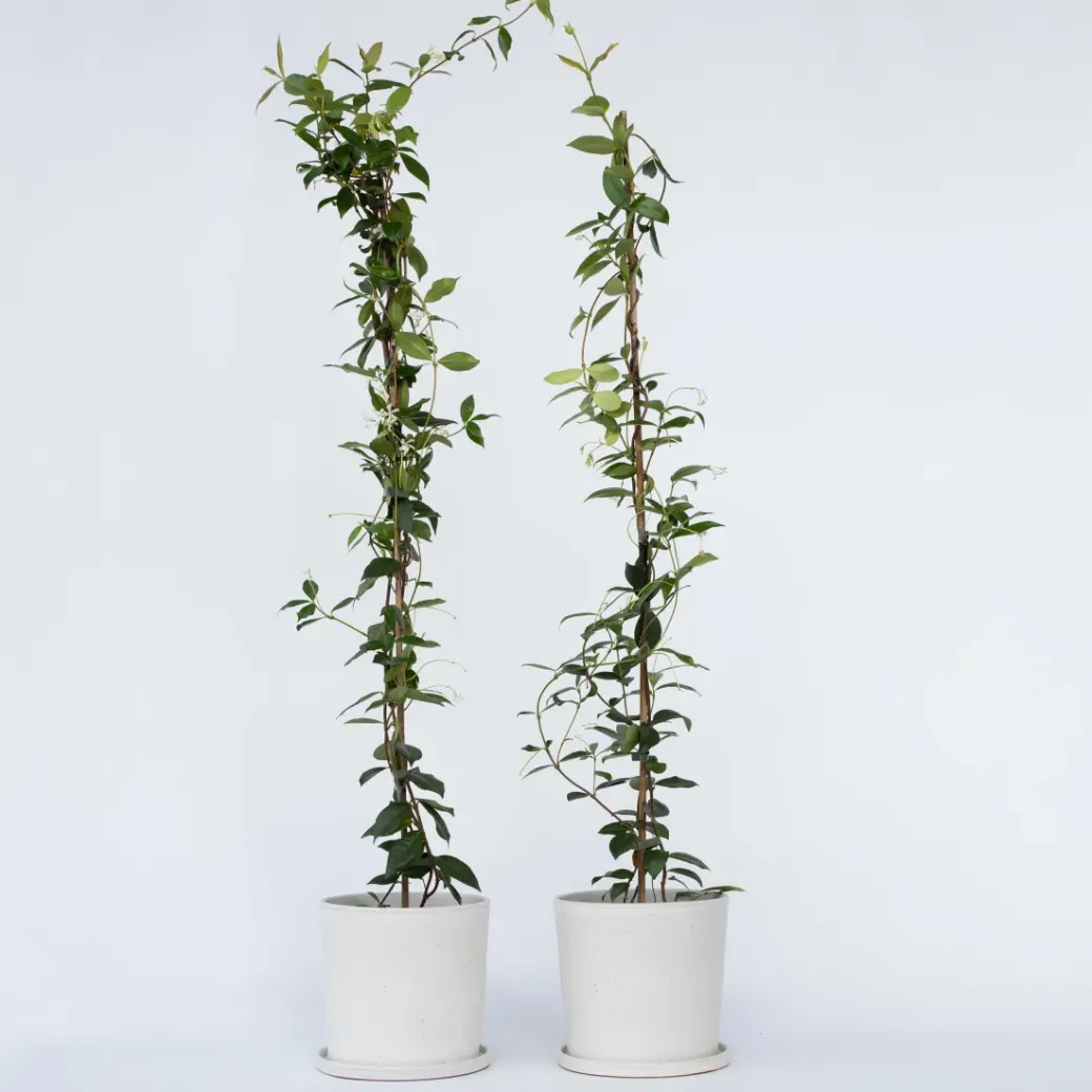 Brico Planten-Jasmijn Xl - Set Van 2 - Klimplant - Pot 17Cm - Hoogte 110-120Cm